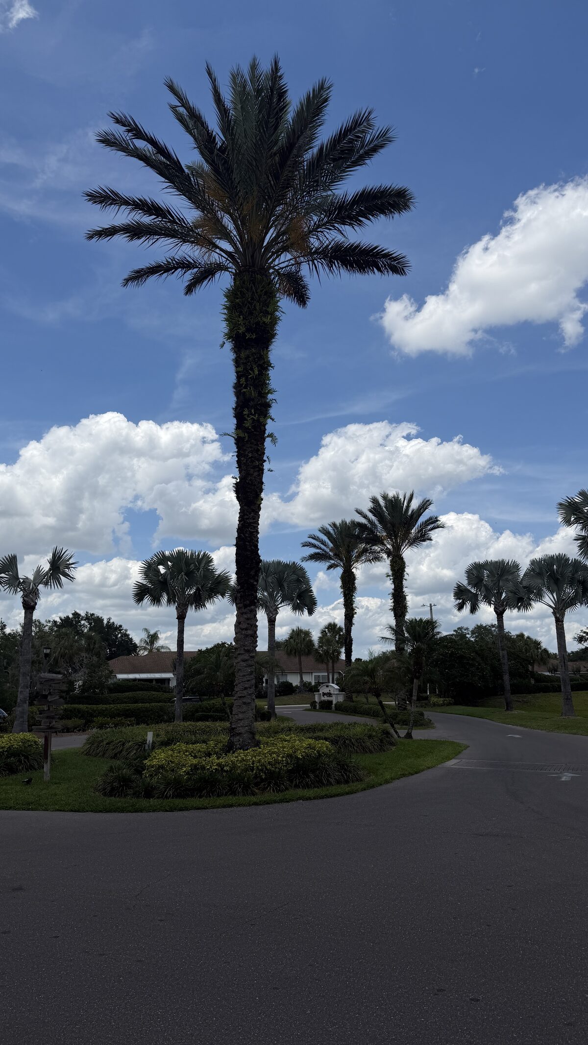 Tall palm at a Kings Point street corner